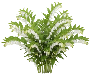 Solomon's Seal cut-out illustration