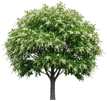 Sourwood cut-out illustration