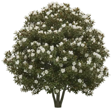 Southern Magnolia cut-out illustration