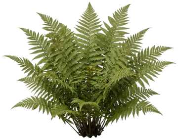 Southern Shield Fern cut-out illustration