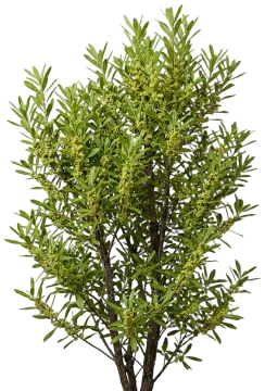Southern Wax Myrtle cut-out illustration