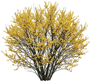 Spicebush cut-out illustration