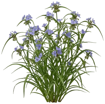 Spiderwort cut-out illustration