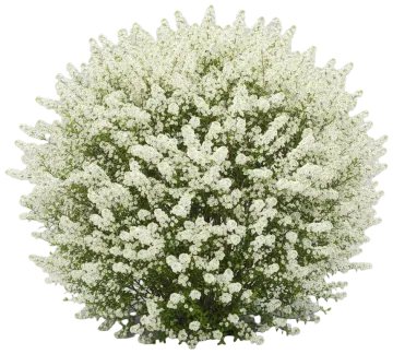Bridal Wreath cut-out illustration