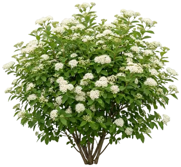 Double Play Blue Kazoo Spirea cut-out illustration