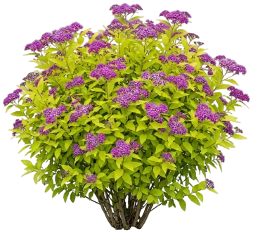 Double Play Dolly Spirea cut-out illustration