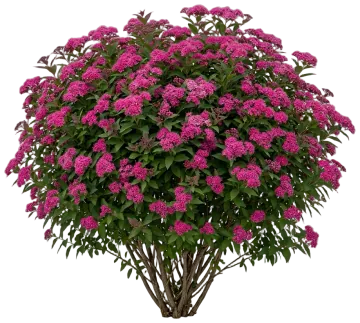Double Play Doozie Spirea cut-out illustration