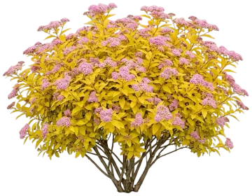 Double Play Gold Spirea cut-out illustration