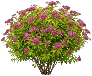 Double Play Princess Spirea cut-out illustration