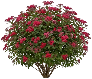 Double Play Red Spirea cut-out illustration