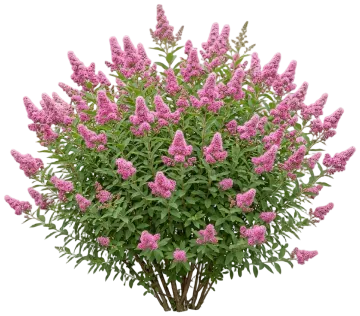 Douglas Spirea cut-out illustration