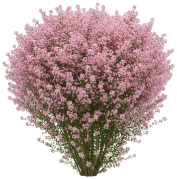 Spirea cut-out illustration