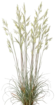 Splitbeard Bluestem cut-out illustration