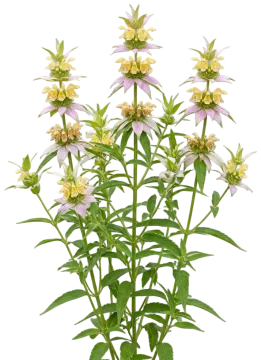 Spotted Beebalm cut-out illustration