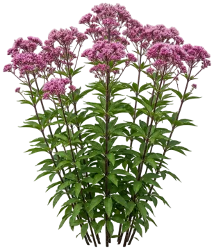 Spotted Joe Pye Weed cut-out illustration