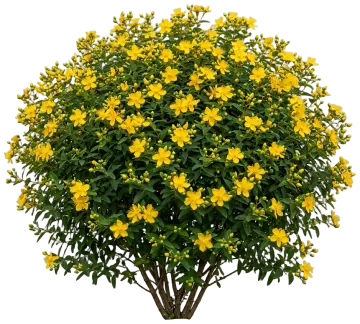 Hidcote St. John's Wort cut-out illustration