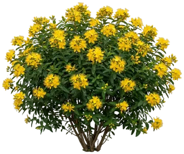 Sunny Boulevard St. John's Wort cut-out illustration