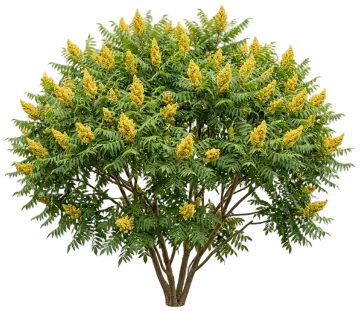 Staghorn Sumac cut-out illustration