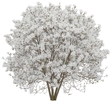 Star Magnolia cut-out illustration