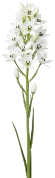 Arabicum cut-out illustration