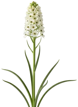 Chincherinchee cut-out illustration