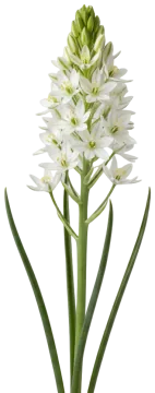 Star of Bethlehem cut-out illustration