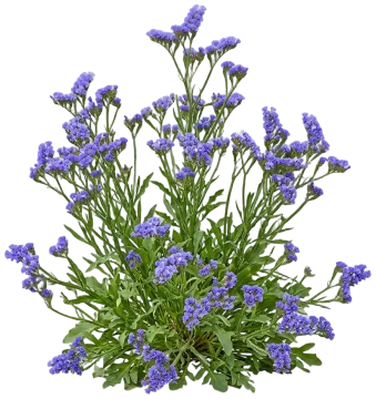 Blue Statice cut-out illustration
