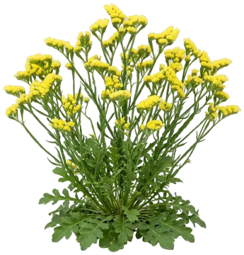Yellow Statice cut-out illustration