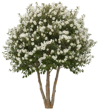 Japanese Stewartia cut-out illustration
