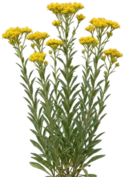 Stiff Goldenrod cut-out illustration