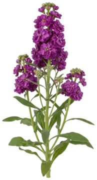 Lavender Stock cut-out illustration