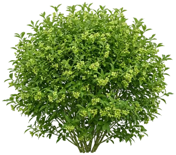 Strawberry Bush cut-out illustration