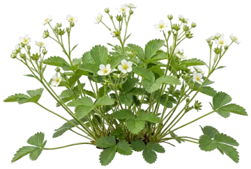 Virginia Strawberry cut-out illustration