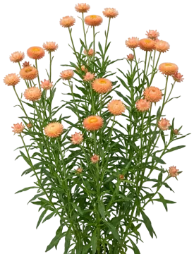 Apricot Strawflower cut-out illustration