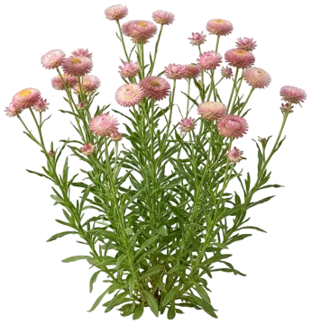 Pink Strawflower cut-out illustration