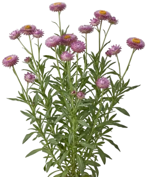 Purple Strawflower cut-out illustration