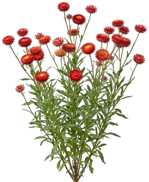 Red Strawflower cut-out illustration
