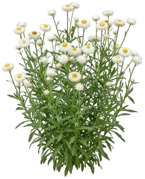 White Strawflower cut-out illustration