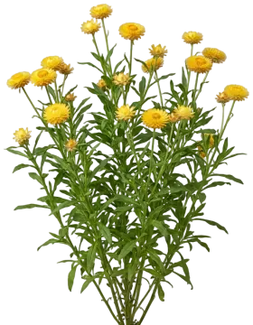 Yellow Strawflower cut-out illustration