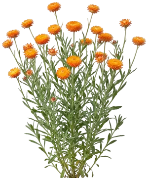 Strawflower cut-out illustration