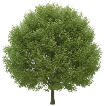Sugar Maple cut-out illustration