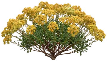 Sulfur Flower Buckwheat cut-out illustration