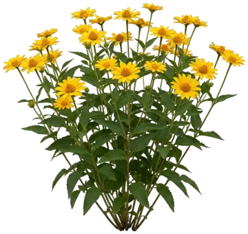 Athena Gold False Sunflower cut-out illustration