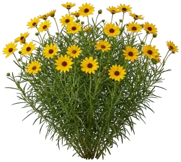 Autumn Gold Narrow-Leaved Sunflower cut-out illustration