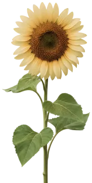 Italian White cut-out illustration