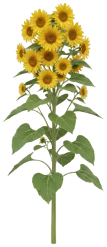 Lemon Queen cut-out illustration