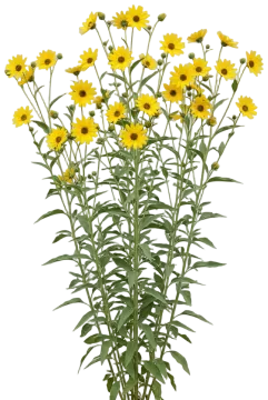 Maximilian Sunflower cut-out illustration