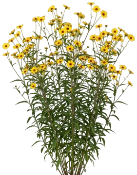 Swamp Sunflower cut-out illustration