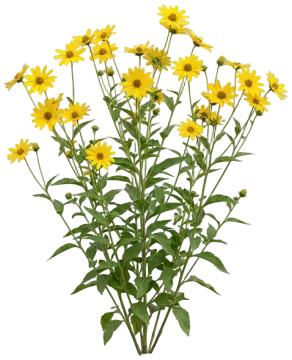 Woodland Sunflower cut-out illustration