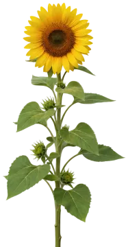 Sunflower cut-out illustration